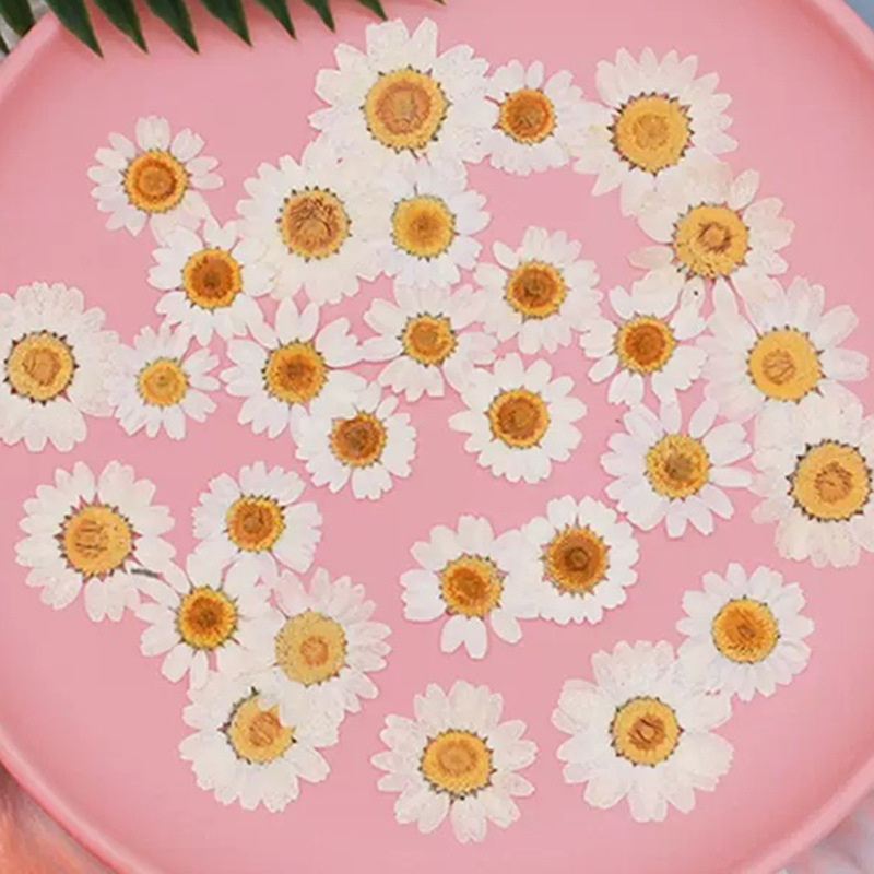 Home Decor Manufacturers - 100 pièces de spécimens de plantes
